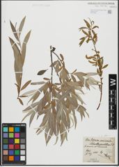 Foto von Salix alba L.